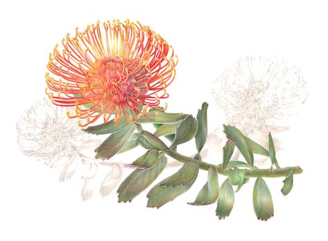 colored pencil artwork | BAGSC News Pincushion Protea Illustration, Protea Drawing, Leucospermum Cordifolium, Billy Showell, Pincushion Protea, Paintings Illustration, Protea Art, Fungi Art, Pencil Artwork