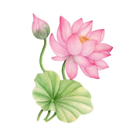 Lotus Flower Painting, Watercolor Lotus, Poster Color Painting, Saree Painting Designs, Lotus Flower Art, Lotus Painting, Fabric Painting On Clothes, Lotus Art, Art Painting Gallery