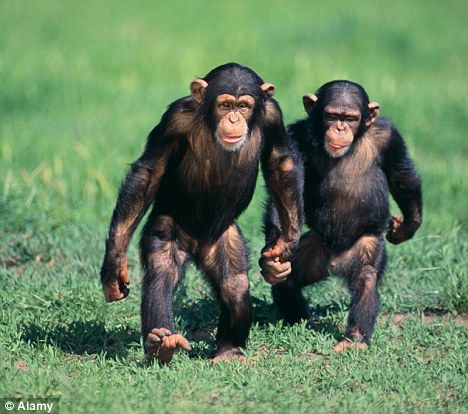 Everyone is online dating now! Desperate zookeepers turn to online dating for ANIMALS to find ideal mates for rare species. Types Of Monkeys, Monkey Pictures, Great Ape, Image Nature, Rare Species, Animal Magic, Lovely Animals, Monkeys Funny, Monkey Business