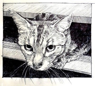 Christmas Cat Drawing, Drawing Cats, Arte Inspo, Wow Art, Drawing Inspo, Animal Sketches, Christmas Cat, Sketchbook Inspiration, Arte Animal