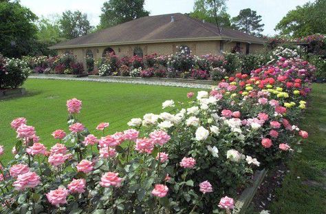 Rose hips: what are they and should rose gardeners leave them on the plant? | Home/Garden | nola.com Landscape Roses, Container Roses, Landscaping With Roses, Dead Flowers, Plant Home, Rose Hips, Spring Flowering Bulbs, Summer Plants, Rose Bush