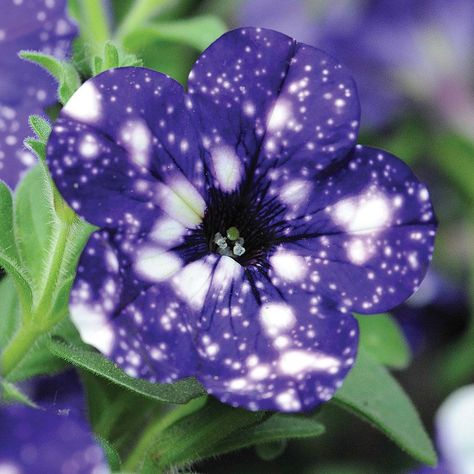 Petunia 'Night Sky' | Undoubtedly the best new petunia introduction for many years, Petunia ‘Night Sky’ boast a unique pattern on every bloom. This incredible variety is the only one with a flower that develops a white speckling set on a rich dark purple background, greatly resembling the stars on a clear summer evening. A wonderful trailing variety that will cascade over the edges of baskets and containers for a truly breathtaking display. #gardening #flowers #edibleflowers #universe Night Sky Petunia, Sweet Smelling Flowers, Mops Crafts, Blue Animals, Dark Purple Background, Backyard Designs, Starry Eyed, Dark Flowers, Rare Flowers