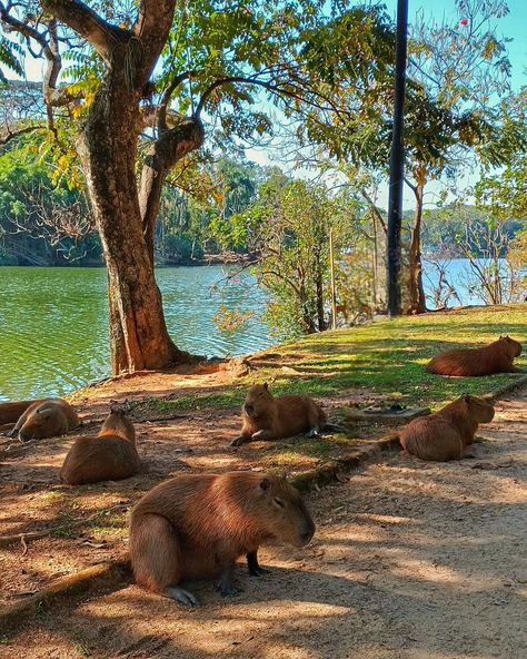 Na minha opinião a melhor parte do Parque do Taquaral são as capivaras 🥰🥰. Fofinhas demais #blogsolazer #campinas #turismosp #parquetaquaral #pertodesp #capivara Vision Board, Collage, Pins, Campinas