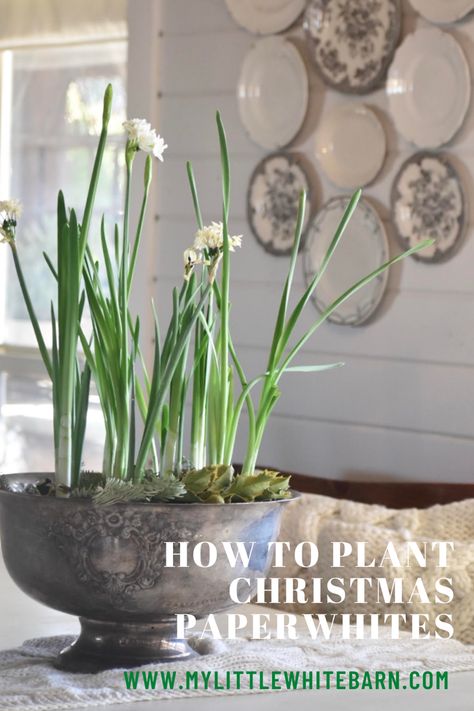 Christmas paperwhites. How to plant Christmas paperwhites. Paperwhites Christmas, Sunny Decor, Paperwhite Flowers, Christmas Pots, Christmas Decorating Ideas, Raise Your Hand If, Holiday Flower, Holiday Floral, Love Garden