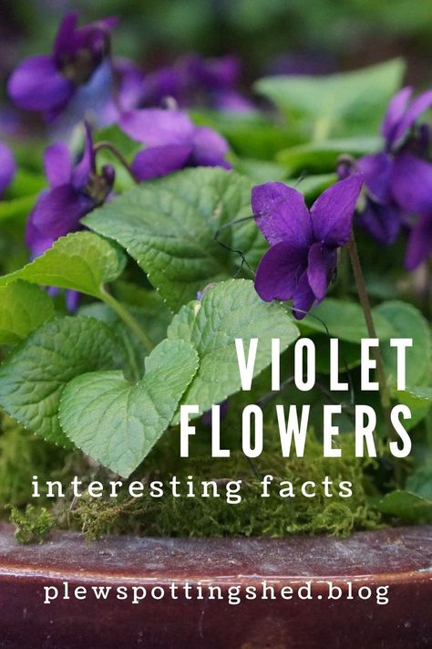 Sweet Violets Flower, Roses For Valentines Day, Dog Violet, Winter Pansies, Shrinking Violet, Viola Flower, Winter Greenhouse, Roses Valentines Day, Violet Flowers