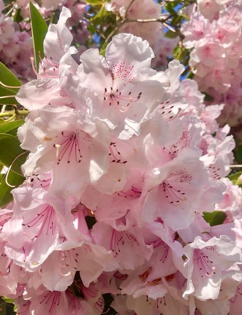 Rhododendron Aesthetic, Pink Astethic, Coast Rhododendron, Rhododendron Flower, Pink Rhododendron, Flower References, Pretty Flowers Pictures, Plant Fungus, Pink Nature