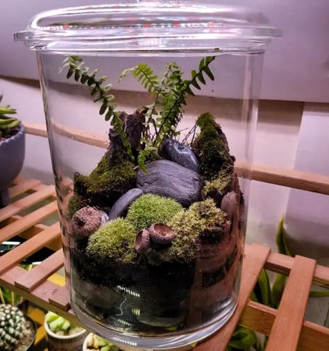 How to Make a Closed Terrarium – Ultimate DIY Guide Closed Terrarium, Mini Terrarium, Terrarium