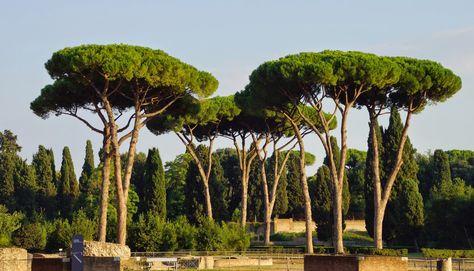 Italian Trees, Italian Style Garden, Villa Borghese Rome, Pinus Pinea, Italian Stone, Weird Trees, Italian Gardens, Villa Borghese, Italian Landscape