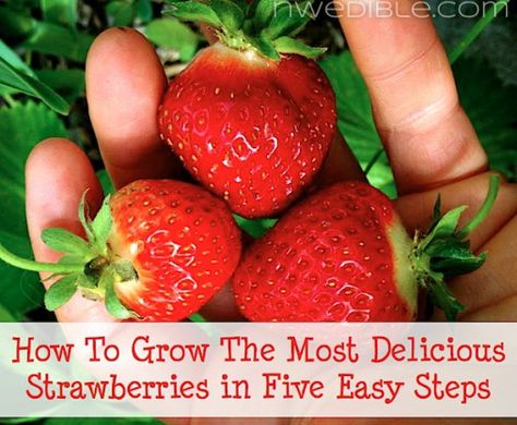 How To Grow Strawberries, Grow Strawberries, Growing Raspberries, Strawberry Garden, Growing Strawberries, Meteor Garden 2018, Strawberry Plants, Smart Ideas, Wild Strawberries