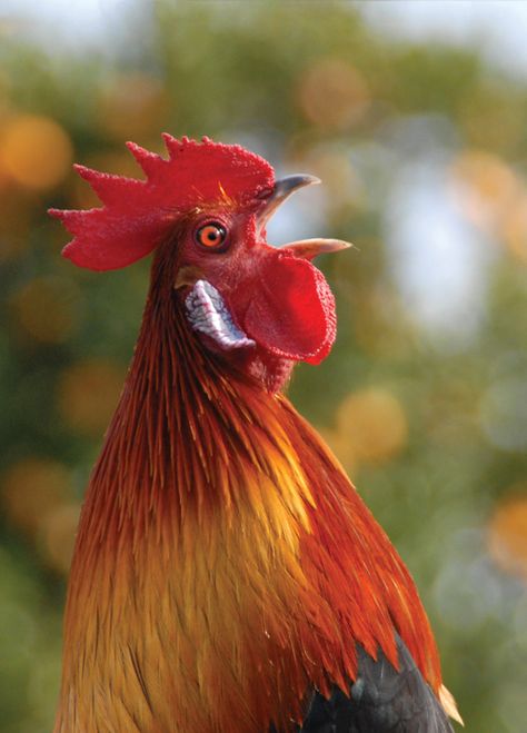 Rooster Portrait, Australorp Chicken, Rooster Crowing, Chicken Pictures, Chicken Life, Chicken Painting, Keeping Chickens, Pets Drawing, Chickens And Roosters