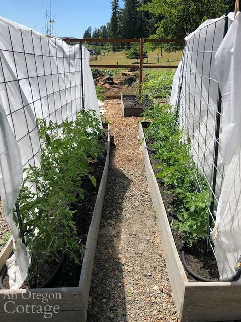 Trellising tomatoes using cattle panels makes for a tidier garden, and easier pruning and harvesting. It's the best way I've found yet! Cattle Panel Fence, Cattle Panel Trellis, Tomato Trellis, Cattle Panels, Plant Hacks, Tomato Plants, Growing Tomatoes, Garden Yard Ideas, Garden Care