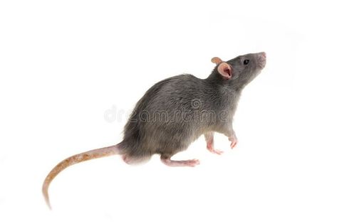 Rat Side View, Rat Mask, Hands Background, Rat Tattoo, Background Gray, Inktober 2024, Photography Backgrounds, Mouse Rat, Rat Race