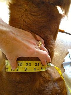 Thrifty Farmer's Wife: How to Make A Belly Band for Male Dogs Accessories Male, Belly Bands For Dogs, Billy B, Dogs Accessories, Ideas For Dogs, Dog Diapers, Dog Pee, Spot It, Dog Wallpaper