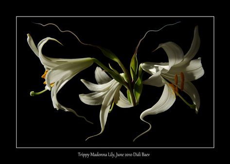 Trippy Madonna Lily Buda Zen, Madonna Lily, Drop Photography, Image Swag, Oil Slick, Floral Photography, White Lilies, Irises, Exotic Flowers