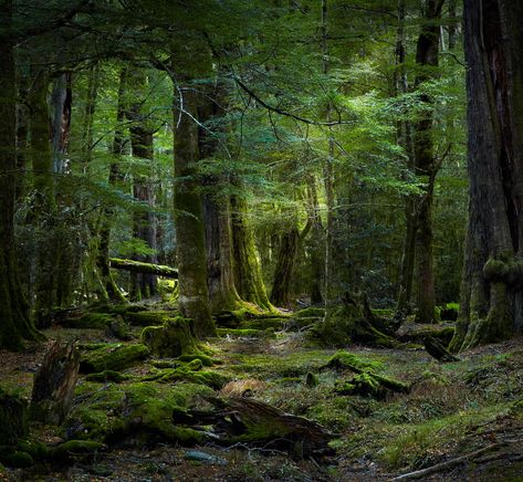 •(★)• Tree Scenery, Dark Naturalism, Matka Natura, Moss Covered, Mystical Forest, Forest Path, Les Cascades, Deep Forest, Tree Forest