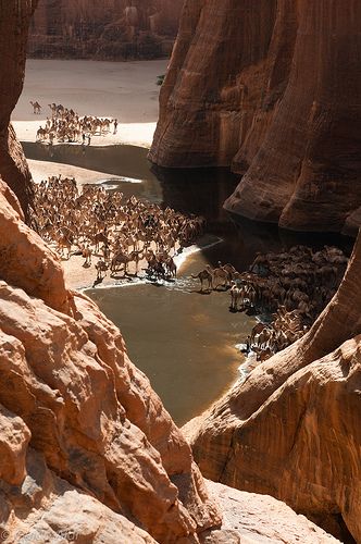 camels in ‘camel canyon’, ennedi ouest, borkou-ennedi-tibesti, chad Desert Sahara, Landlocked Country, World Best Photos, In The Desert, Africa Travel, The Desert, A Group, Wonderful Places, Beautiful World