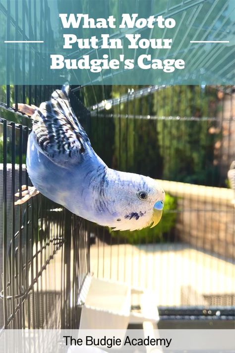 Like many budgie owners, you probably want to provide your bird with the best enrichment money can buy. But before splurging on toys and accessories, check out this list of common cage items with hidden risks. Diy Parakeet Cage, Homemade Bird Toys, Parakeet Care, Budgie Cage, Budgie Toys, Diy Bird Cage, Parakeet Toys, Diy Bird Toys, Parakeet Cage