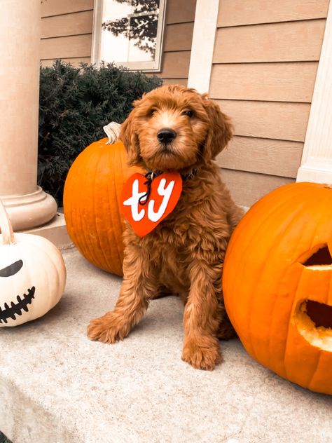 Goldendoodle Halloween Costume Dogs, Mini Goldendoodle Halloween Costume, Labradoodle Costume Halloween, Puppy Halloween Costume Pets, Golden Doodle Costume Ideas, Golden Doodle Outfits, Halloween Costumes For Goldendoodles, Labradoodle Halloween Costumes, Golden Doodle Costumes