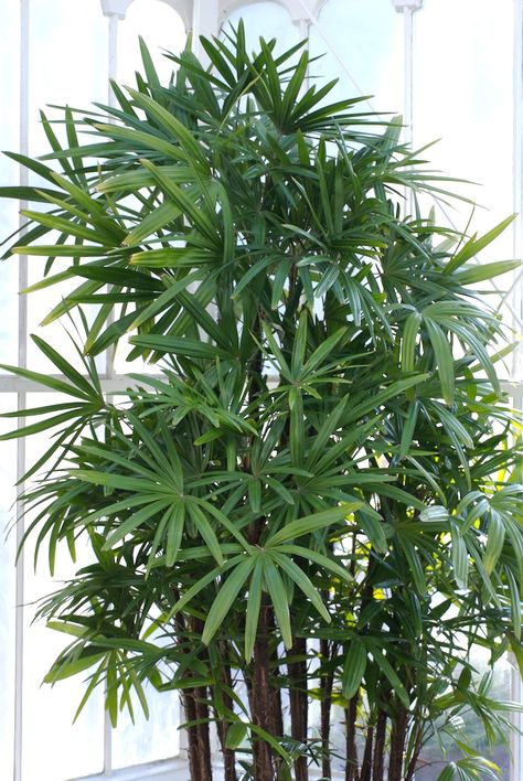 House plants that can help purify the air in Beijing Rhapis Excelsa, Lady Palm, Indoor Palm Trees, Kalanchoe Blossfeldiana, Indoor Palms, Privacy Landscaping, نباتات منزلية, Palm Plant, House Plants Indoor