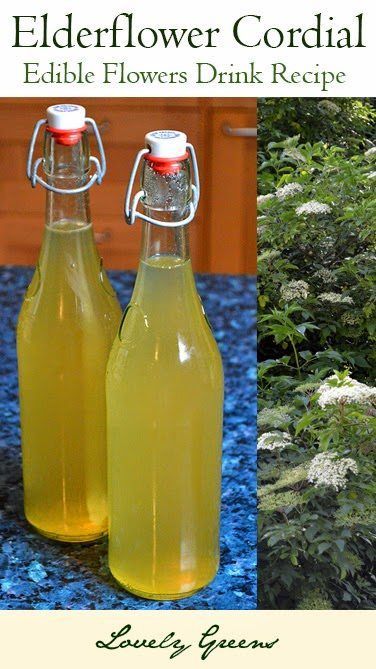 Recipe for homemade Elderflower Cordial - an early summer drink made from the sweet flowers of the Elder tree #drinks Elderflower Recipes, Elder Tree, Cordial Recipe, Elderflower Cordial, Foraging Recipes, Edible Wild Plants, Foraged Food, Homemade Wine, Sweet Flowers