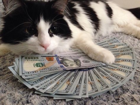 money cat please bless me Money Cat, Hello Kitty Collection, Cat Sitting, Cat Owners, Cat Litter, Cat Pin, 귀여운 동물, Cat Pics, Animals And Pets