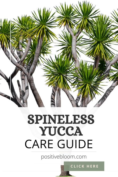 Check out these tips for taking care of your spineless yucca plant, discover its common issues, and learn how to treat them efficiently. Spineless Yucca, Peperomia Plant, Alocasia Plant, Yucca Plant, Calathea Plant, Zz Plant, Prayer Plant, Pothos Plant, Jade Plants