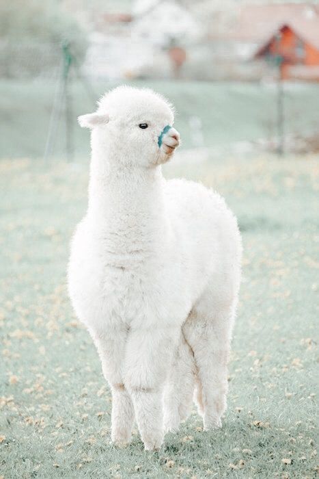 Lama Aesthetic, Alpaca Wallpaper, Llama Pictures, Cute Alpaca, Cute Llama, Super Cute Animals, Cute Animals Images, Funny Bunnies, Like Animals