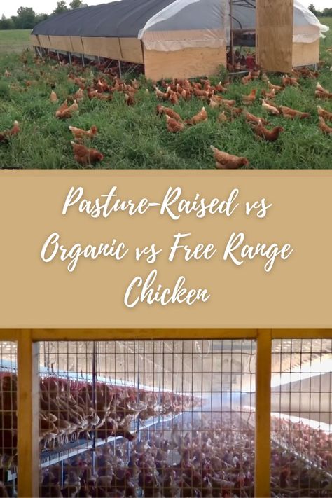 Pasture raised and conventional factory farmed chickens overlaid with the text "Pasture Raised vs Organic vs Free Range Chicken". Free Range Chicken Farm Design, Pasture Raised Chickens, Pasture Chickens, Goats House, Chicken And Eggs, Free Range Chicken, Goat House, Modern Homestead, Small Farms