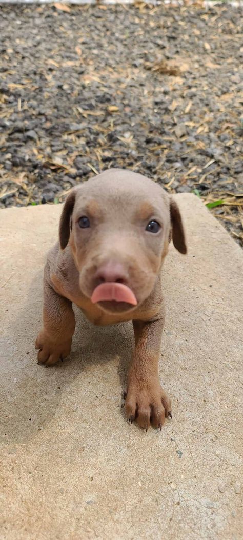 Doberman Fawn, Tan Doberman, Fawn Doberman, Doberman Pinscher Puppies, Doberman Puppies For Sale, Doberman Puppies, Doberman Pinscher Puppy, Puppies For Sale Near Me, Doberman Puppy