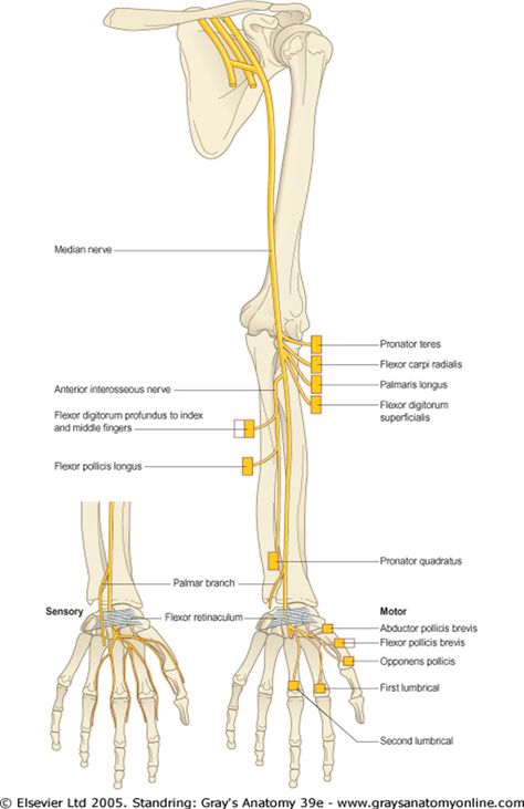 Musculocutaneous Nerve, Triceps Brachii Muscle, Upper Limb Anatomy, Arteries Anatomy, Anatomy Notes, Nerve Anatomy, Brachial Plexus, Radial Nerve, Ulnar Nerve