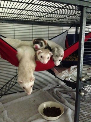 Weasel Pet, 3 Ferrets, Ferrets Care, Baby Ferrets, Funny Ferrets, Pet Ferret, Long Cat, Cute Ferrets, Super Cute Animals