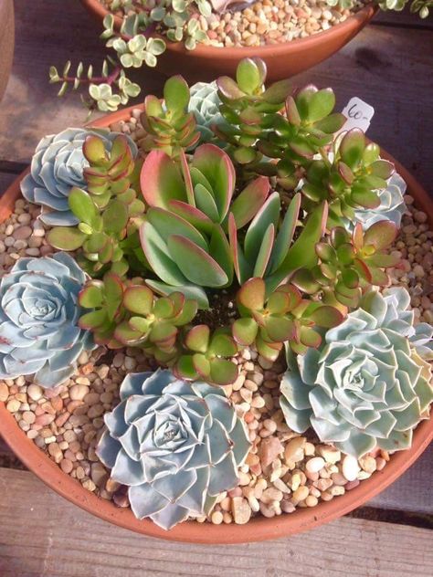 Flap jack & Echeveria design I love Flap Jack, Succulent Design, Succulents In Containers, Container Gardens, Container Gardening, Succulent, Design Ideas, I Love, Plants