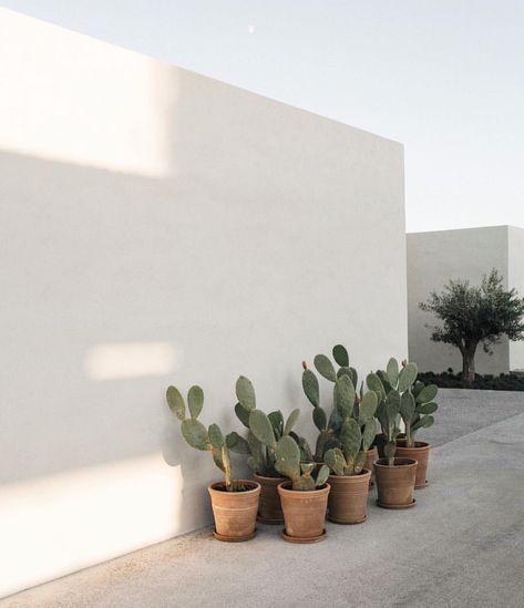 golden hour cacti glow. Courtyard Planters, Mediterranean Terrace, Natural Interior, Mediterranean Garden, Outdoor Design, Garden Inspiration, Backyard Landscaping, Exterior Design, Garden Landscaping