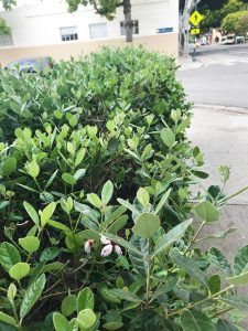 Pomegranate Growing, Pineapple Guava, Privacy Hedge, Foundation Planting, East Bay, Mediterranean Garden, San Francisco Bay Area, Drought Tolerant, Permaculture