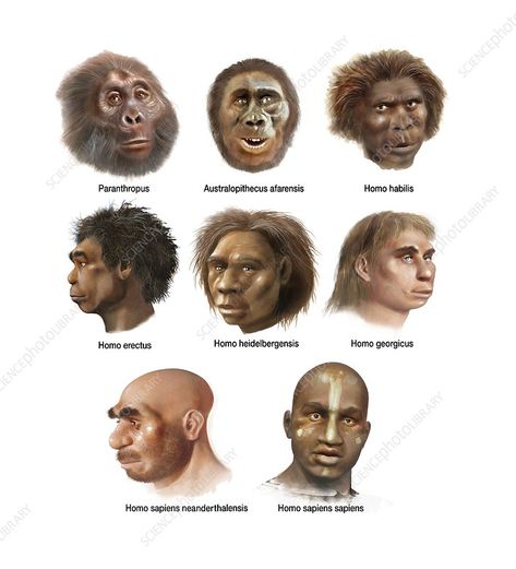 Evolution Artwork, Prehistoric Man, Post Human, Early Humans, Human Evolution, Science Photos, Human Species, Prehistoric Animals, Photo Library