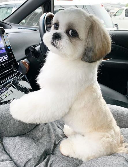 Shitzoo Puppies, Short Shih Tzu Haircuts Teddy Bears, Shichon Grooming Styles, Male Shih Tzu Grooming Styles, Teddy Bear Cut Shih Tzu, Haircut For Dogs, Puppy Cut Shih Tzu, Lhasa Apso Grooming, Shitsu Dog