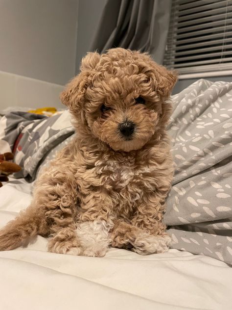 Grow Hair Long, Cute Fluffy Puppies, How To Grow Hair, Cutest Animals On Earth, Fast Hair Growth, Cute Small Dogs, Dog Mommy, Very Cute Puppies, Fast Hair