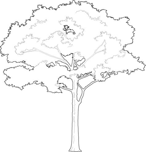 Tree Shapes Design, Tall Tree Drawing, Tree Dwg, Trees Outline, 2d Tree, Trees Architecture, Tree Line Drawing, Architectural Trees, Trees Illustration