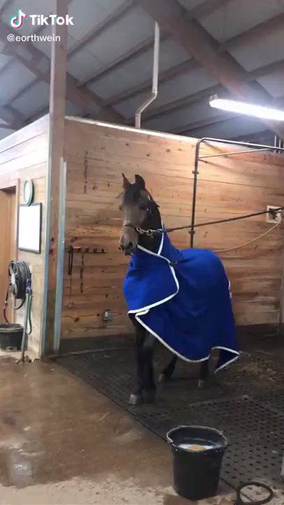 Funny Horse Videos, Funny Horse Pictures, Horse Jokes, Cute Horse Pictures, Funny Horses, Horse Videos, Popular Songs, Funny Horse, Horse Quotes