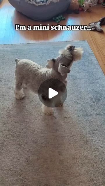 Schnauzer on Instagram: "I'm a Mini Schnauzer!
@clementine_the_mini_schnauzer
#schnauzer #schnauzerlove #schnauzerworld #schnauzerpuppy #schnauzermini #schnauzers #schnauzerlovers #schnauzer_lovers #schnauzergram #schnauzer_planet #schnauzerlife #schnauzer_feature #schnauzerofinstagram #schnauzeroftheday
#schnauzersofinstagram #schnauzermama
#schnauzerlover #miniatureschnauzer #minischnauzer #schnauzersrule #giantschnauzer #schnauzersofig #minitureschnauzer
#minatureschnauzer #standardschnauzer
#schnauzermania #schnauzertude #schnauzerpowe" Schnauzers Funny, Schnauzer Mix, Mini Schnauzer Puppies, Schnauzer Puppies, Standard Schnauzer, Miniature Schnauzer Puppies, Schnauzer Puppy, Mini Schnauzer, Miniature Schnauzer