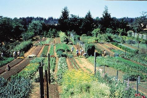 biointensive gardening Biointensive Gardening, Plantarea Legumelor, Backyard Homestead, Backyard Aquaponics, Vegetable Garden Beds, Vegetable Garden For Beginners, Permaculture Gardening, Organic Vegetable Garden, Market Garden