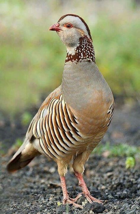 Bird Quilt, Bird Watcher, Game Birds, All Birds, Big Bird, Exotic Birds, Partridge, Pretty Birds, Bird Photo