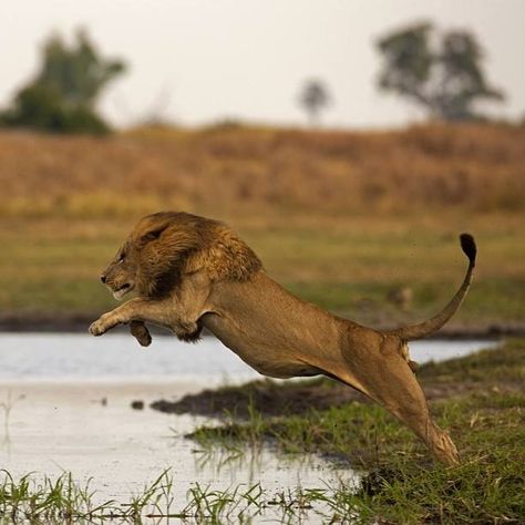 African Wildlife Photography, World Lion Day, Animal Lion, Lion And Lioness, Lion Wallpaper, Male Lion, Lion Pictures, African Lion, Cat Family