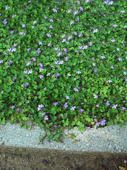 Cymbalaria aequitrilobia   Mini Kenilworth Ivy   This unique plant forms tons of tiny, fast growing runners of small, green kidney-shaped leaves that creep and hold tight to any rock or crevice. The runners form on top and underneath the soil. Dwarf purple flowers bloom continuously throughout the summer. Great look for courtyards and pathways. Perfect in shady locations and marvelous over flower bulbs! Kenilworth Ivy, Lawn Substitute, Formal Landscape, Lawn Alternative, Hamptons Garden, Grass Alternative, Fine Gardening Magazine, Lawn Alternatives, Ground Covers