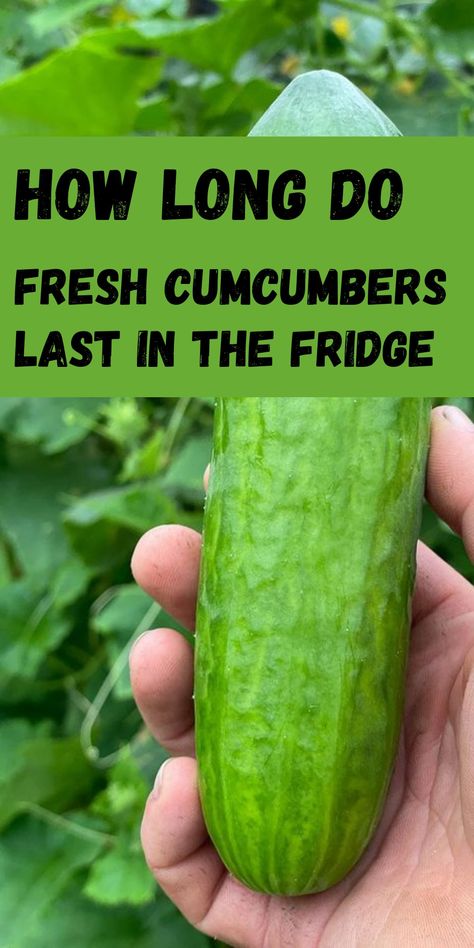 Cucumbers How To Keep Cucumbers Fresh Longer, How To Store Cucumbers In The Fridge, Cucumber Storage, How To Store Cucumbers, Cucumber Health Benefits, Growing Vegetables At Home, Cucumber Canning, Canned Foods, Storing Fruit