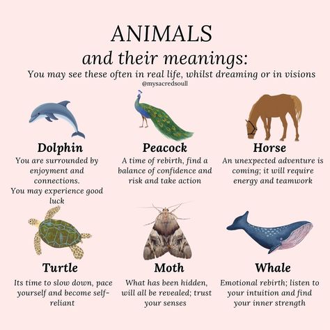 a few common animals you may see often - whether it’s walking down the street, appearing in your dream or visit you whilst meditating - they have a message for you! 🤍 how many have you come across? 👼🏽 #animals #animalmeanings #animalsynchronicities #butterflymeaning #spiritanimals #spiritanimal #spiritguides #spiritguide #crystals #animalsymbolism #zodiacsigns #signssignseverywheresigns #signsfromtheuniverse #signsfromheaven #signsfromabove #signsfromspirit #spirituality #spiritualawakening Buffalo Spirit Animal, Animal Symbolism And Meanings, Symbolism And Meanings, Spiritual Signs, Pagan Life, Butterfly Meaning, Signs From Heaven, Animal Meanings, Signs From The Universe