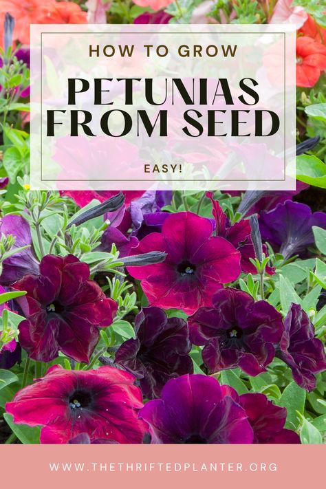 Starting Petunias from seed is easy and a great way to save money on garden plants! Petunias From Seed, Petunia Planter, Petunia Seeds, Petunia Flower, Flower Seedlings, Annual Garden, Seed Starting Mix, Benefits Of Gardening, Grow Gorgeous