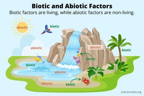 Biotic And Abiotic Factors, Abiotic Factors, Biotic And Abiotic, Ecosystems Projects, Comic Strip Template, Learn Biology, Forest Ecosystem, Natural Science, Biology Notes