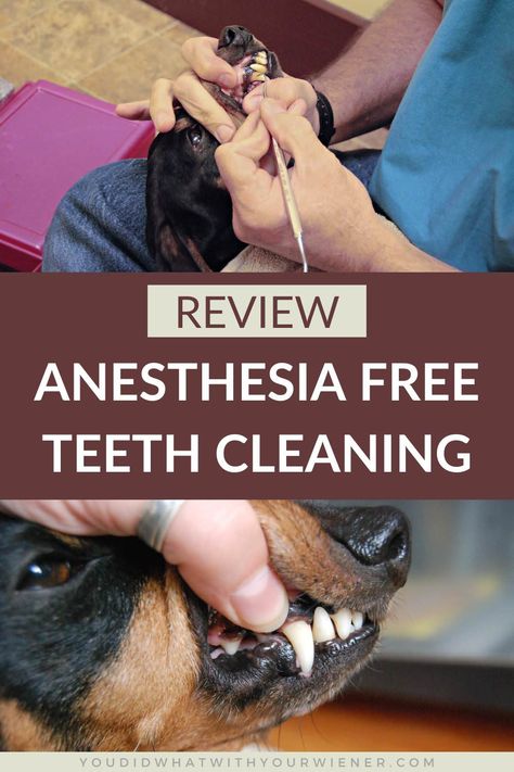 Dog Dental Cleaning, Dogs Teeth, Dachshund Breed, Dog Teeth Cleaning, X Rays, Dental Cleaning, Dog Dental, I Would Rather, Dog Teeth