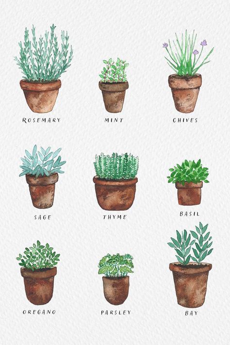 Aesthetic Watercolour, Herbs In Pots, Watercolor Herbs, Herb Art, Herb Prints, Faery Art, Rosemary Plant, Herb Garden In Kitchen, Mint Plants